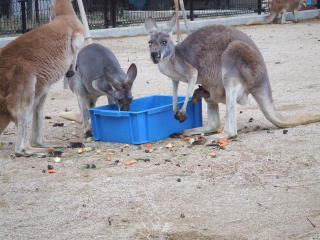 20071216kangaroo