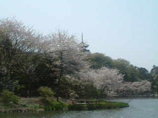 sakura_02